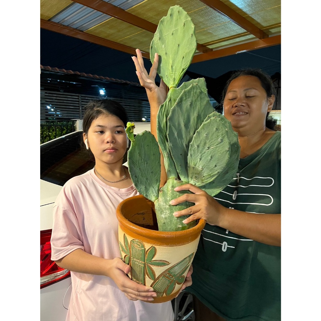 ต้นกระบองเพชรกินได้ โอพันเทียโอลแม๊กซิโก ทานผลและใบทานได้ opuntia old mexico ส่งเป็นต้นพร้อมราก เลี้ยงง่ายโตไว สวยๆๆ