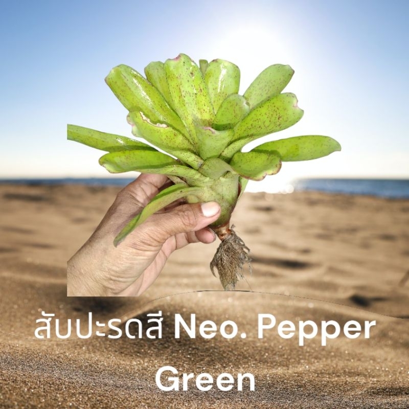สับปะรดสี Neo. Pepper Green ไม้มินิ หน่อตัดสด(5แถม5)
