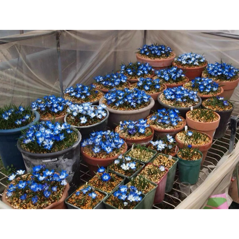 เทโก้ บัวดินสีน้ำเงิน Tecophilaea รำไร-แดดจัด