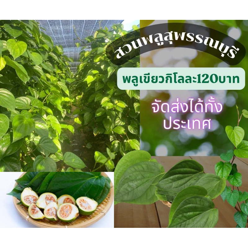 ใบพลูเขียว(1kg)ใบพลูมวน ใบพลูกินหมากใบพลู สดจากสวน ใบพลูไหว้พระ