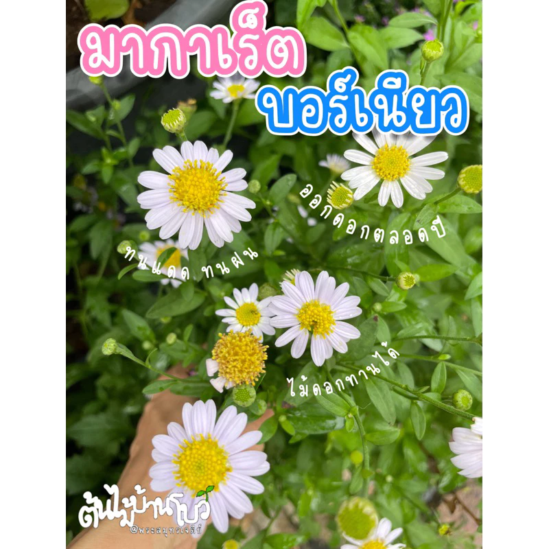 ต้นมากาเร็ตบอร์เนียว (ดอกขาวม่วง) ดอกทานได้ กระถาง 5,8,11” ออกดอกทั้งปี🌿🌿🌿