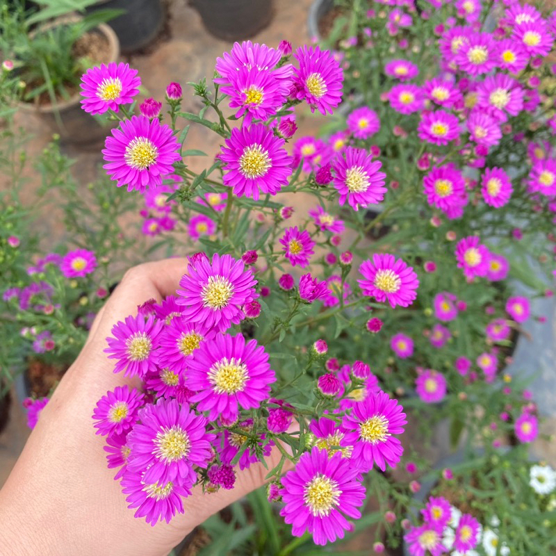 ต้นคัทเตอร์ สีชมพู /ขาว **ส่งติดดอกทุกต้น กระถาง 8 นิ้ว