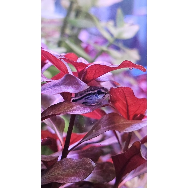 ลัดวีเจีย รีเพน รูบิน Ludwigia Repen Rubin หรือ Ludwigia diamond