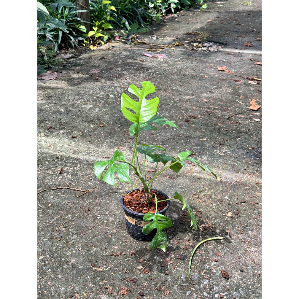 มุมมอง 3