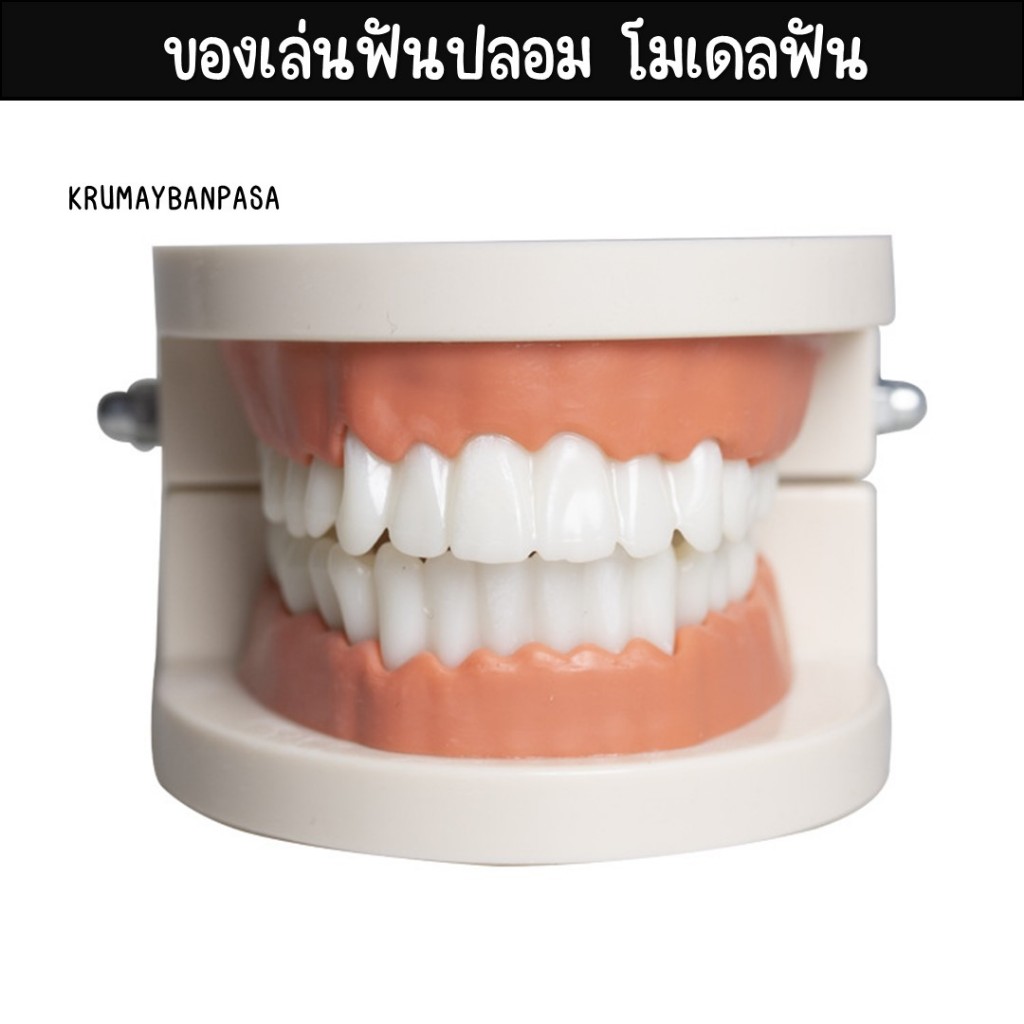 ของเล่นฟันปลอม โมเดลฟัน ฟันจำลอง เพื่อการเรียนรู้ การสาธิต สำหรับเด็กปฐมวัย
