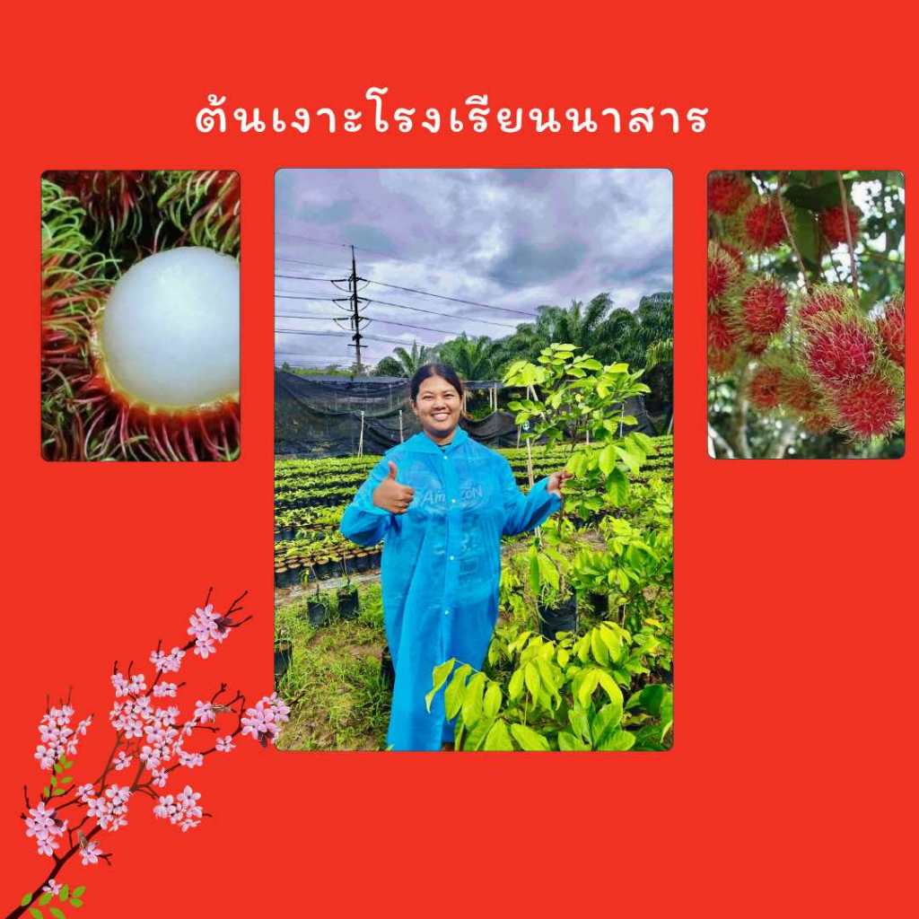 ต้นเงาะโรงเรียนนาสาร เงาะเตี้ย 100ซม.  💝สินค้าขายดี🚩