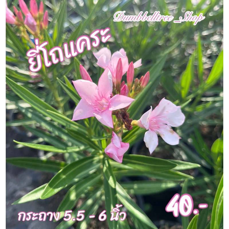 ยี่โถแคระ กระถาง 6 นิ้ว ไม้มหัศจรรย์ไล่หนู ไม้พุ่มขนาดกลาง | แสงแดด: เต็มวัน น้ำ/ความชื้น: ปานกลาง ทนแล้ง