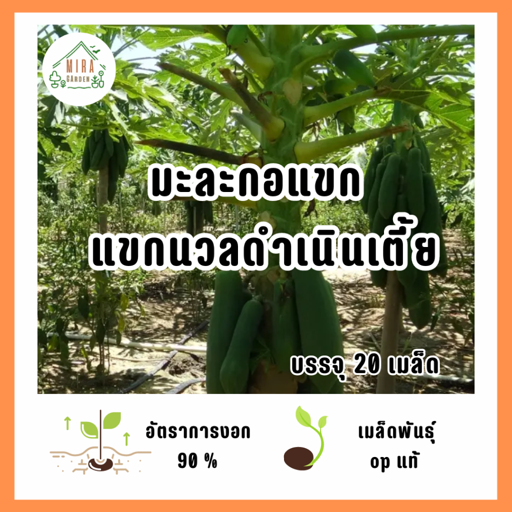 เมล็ดพันธุ์ มะละกอแขกดำเนินต้นเตี้ย บรรจุ 20 เมล็ด