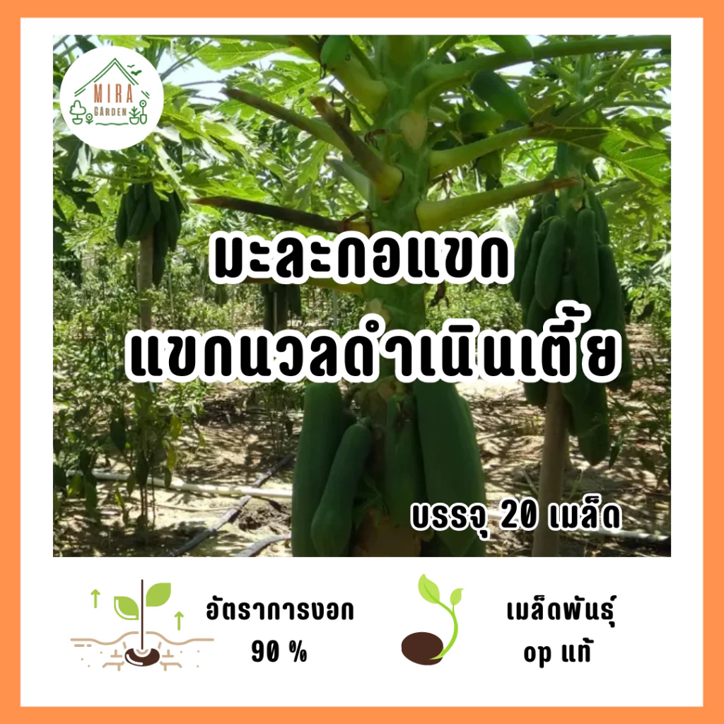 เมล็ดพันธุ์ มะละกอแขกดำเนินต้นเตี้ย บรรจุ 20 เมล็ด