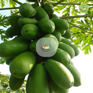 9 บาท เมล็ดมะละกอฮอลแลนด์ บรรจุ 20 เมล็ด