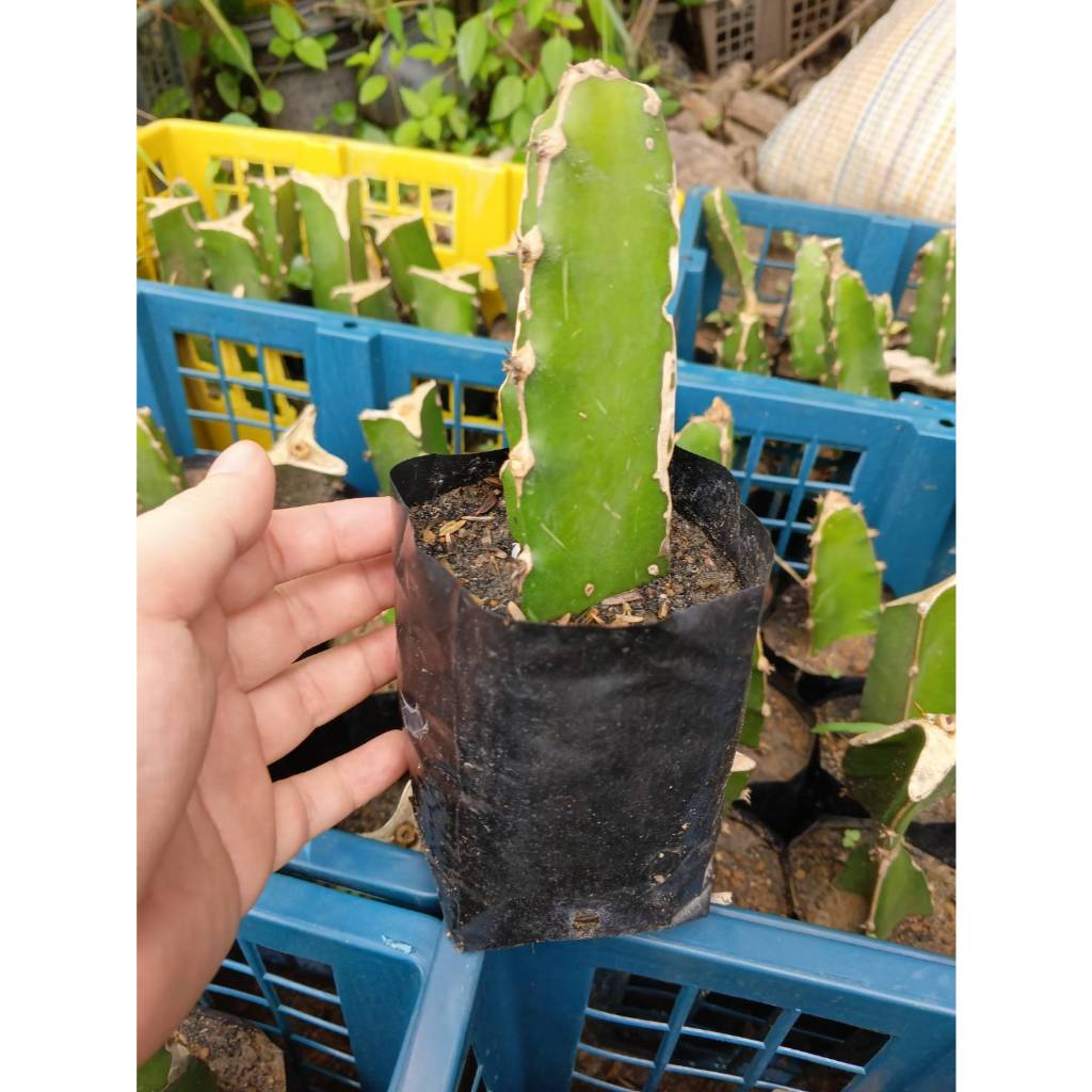 ต้นพันธุ์ แก้วมังกร  สีแดง ถุงดำพร้อมปลูก 29บาท red dragon fruit ผลไม้ที่ให้พลังงานต่ำ