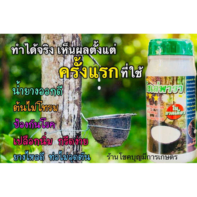 โซเล่พารา ผลิตภัณฑ์ป้องกันเชื้อรา เชื้อแบคทีเรียในยางพารา 500 ซีซี