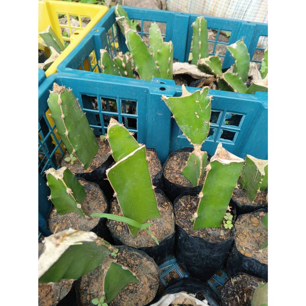 ต้นพันธุ์ แก้วมังกร  สีขาว ถุงดำพร้อมปลูก  29บาท white dragon fruit แกัวมังกร