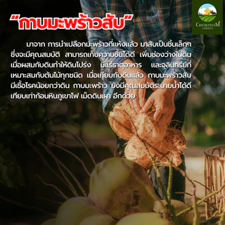 กาบมะพร้าวสับอัดก้อน 500 กรัม ขุยมะพร้าวอัดก้อน ใยมะพร้าวอัดก้อน วัสดุปลูกต้นไม้
