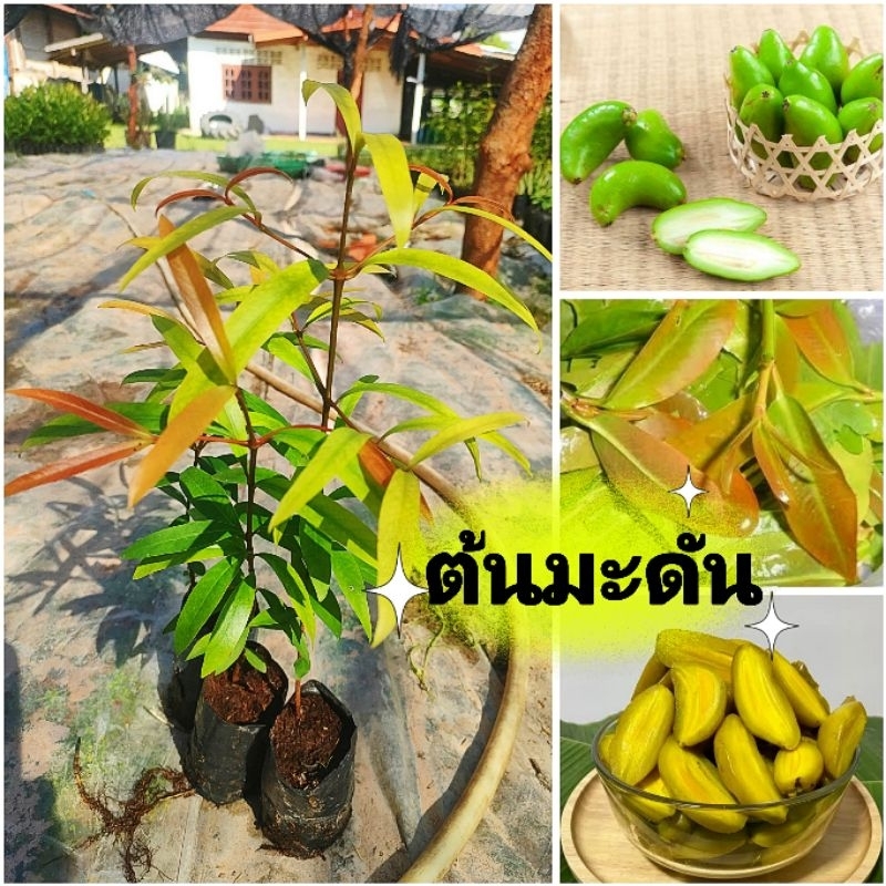 มะดันเขียวมรกตเเท้  พันธุ์เตี้ย ผลไม้รสเปรี้ยว รับประทานได้ทั้งผลเเละยอดอ่อน ต้นเเข็งเเรงพร้อมปลูก เสียหายยินดีเคลมฟรี