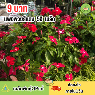 9 บาท แพงพวยสีแดงล้วน 50 เมล็ด