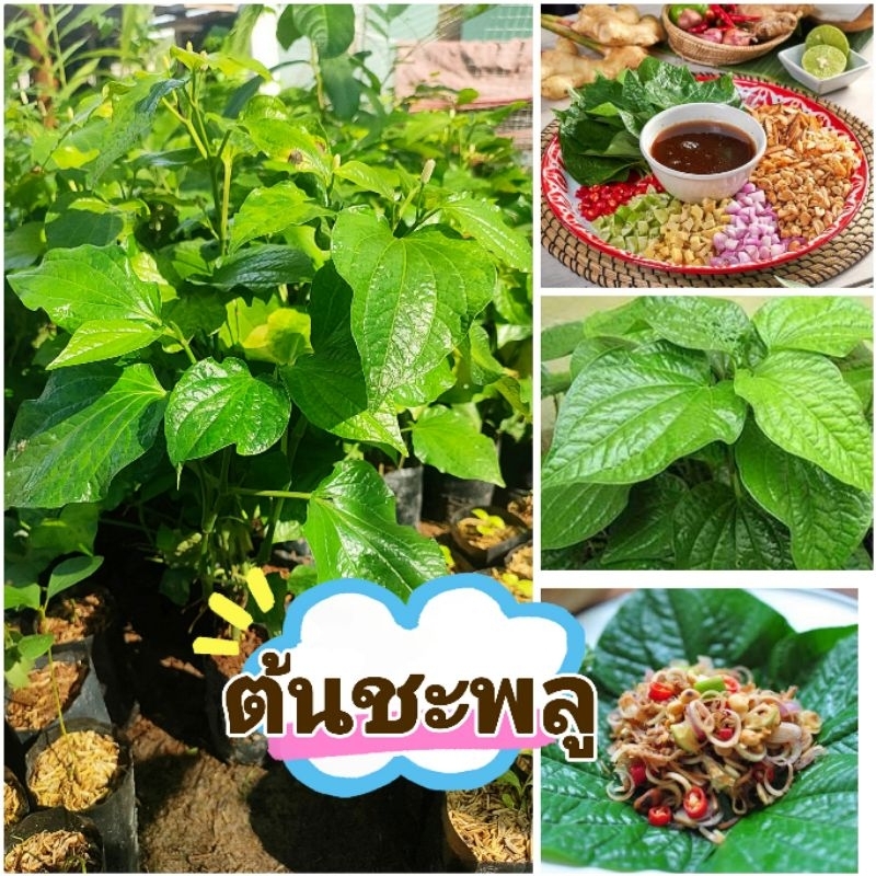 ต้นชะพลู ต้นใบชะพลู พันธุ์ใบใหญ่ ผักสมุนไพร ประกอบอาหารได้หลายเมนู ต้นเเข็งเเรงพร้อมปลูก สินค้าเสียหายยินดีเคลมฟรี