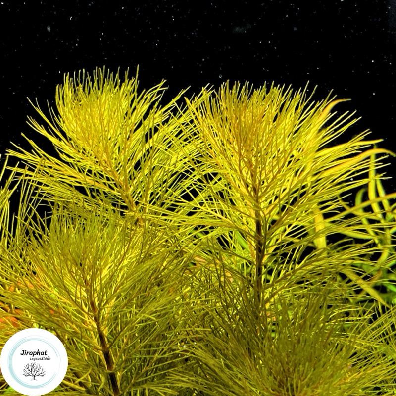 ต้นไม้น้ำ ขนนกแดง Myriophyllum Matogrossense Red ราคา ถูกที่สุด ดีลบีเคเค แกลเลอรีภาพที่ 2