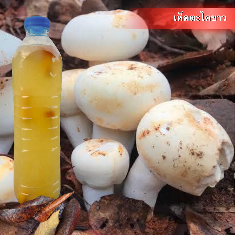 เชื้อเห็ด ตะไคขาว เห็ดไคขาว น้ำเชื้อเห็ดตะไคในสภาพปลอดเชื้อ เชื้อบริสุทธิ์ เส้นใยแข็งแรง