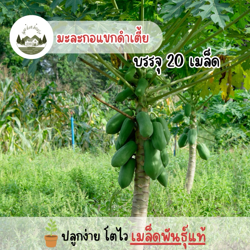 ราคาถูก มะละกอแขกนวลดำเนิน(เตี้ย) 20 เมล็ด
