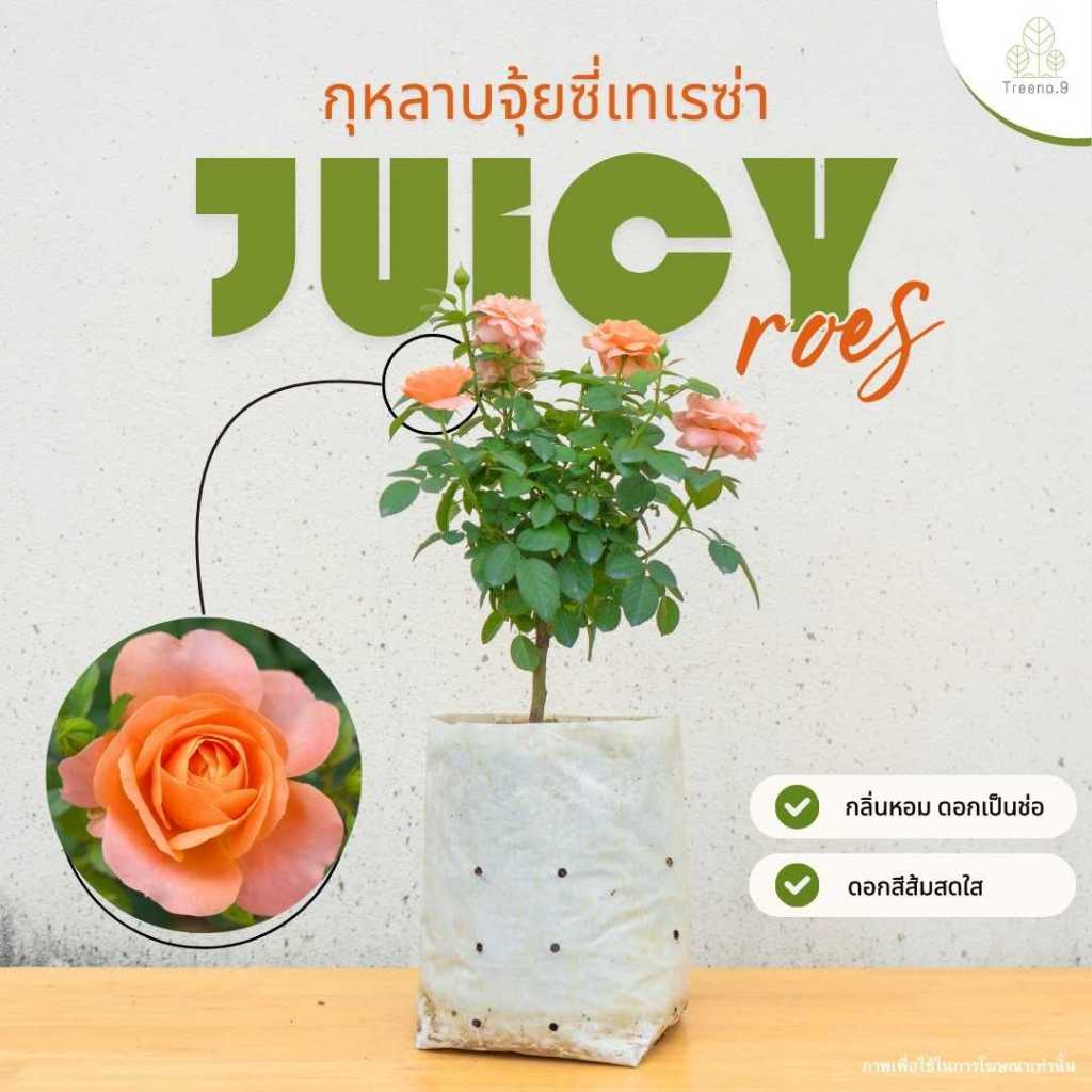 T350 กุหลาบ จุ้ยซี่เทเรซ่า (Juicy Terazza Rose) ถุงขาว 8 นิ้ว 40-50 ซม.