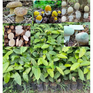 ต้นยางนา ราดเชื้อเห็ดรวม เห็ดตับเต่า เห็ดโคน เห็ดระโงก เห็ดเ…