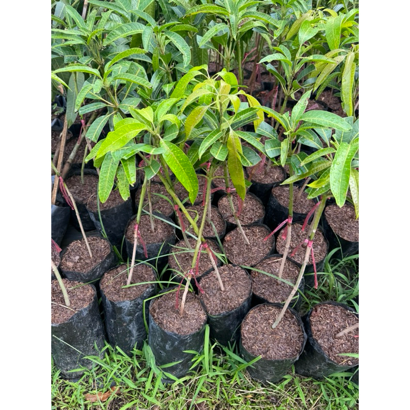ต้นมะม่วงกุ้ยเฟย เสียบยอด ต้นแข็งแรง 🌿 สินค้าเสียหาย แจ้งทางร้านได้เลยจ้า