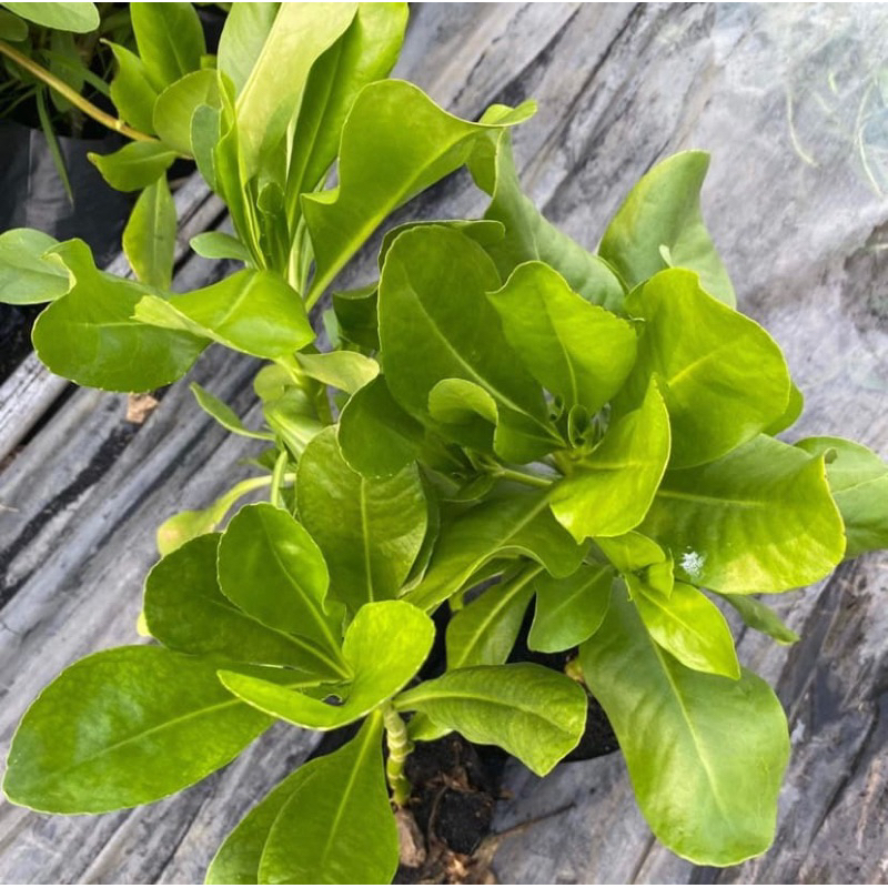ต้นรักทะเล (จำนวน 10 ต้น) สูง 20-30 เซนติเมตร ถุง 5 นิ้ว #Scaevola taccada