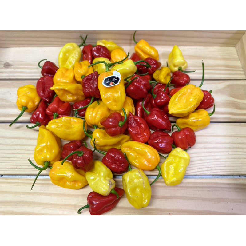 เมล็ดพริกฮาบาเนโร่สีเหลือง,แดง (Habanero Yellow/Red) 20 เม็ด 50 บาท ติดผลทั่วประเทศค่ะ
