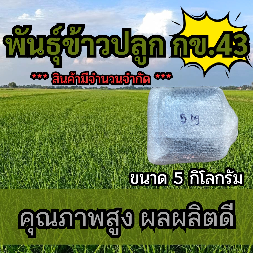 พันธุ์ข้าว กข43 ข้าวปลูก กข43 พันธุ์ข้าวปลูก กข43 เมล็ดพันธุ์ข้าว กข43 (5 กิโลกรัม)