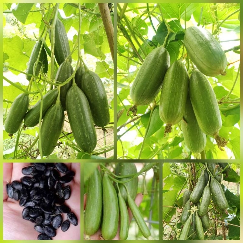 เมล็ดบวบพวง 30 เมล็ด บวบโบราณ บวบหายาก เมล็ดผักสวนครัว