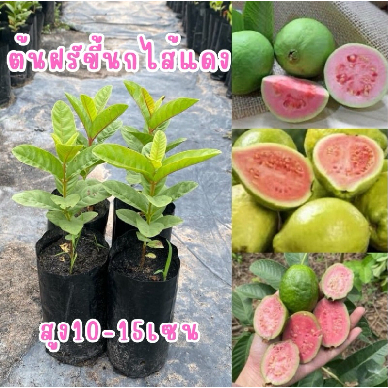 ต้นฝรั่งขี้นกไส้แดง เพาะเมล็ด ต้นละ15บาทเลือกซื้อต้นต่างๆได้ในร้านเลยจ้าา😍เป็นผลไม้โบราณ มีรสชาติหวาน หอมมีประโยชน์