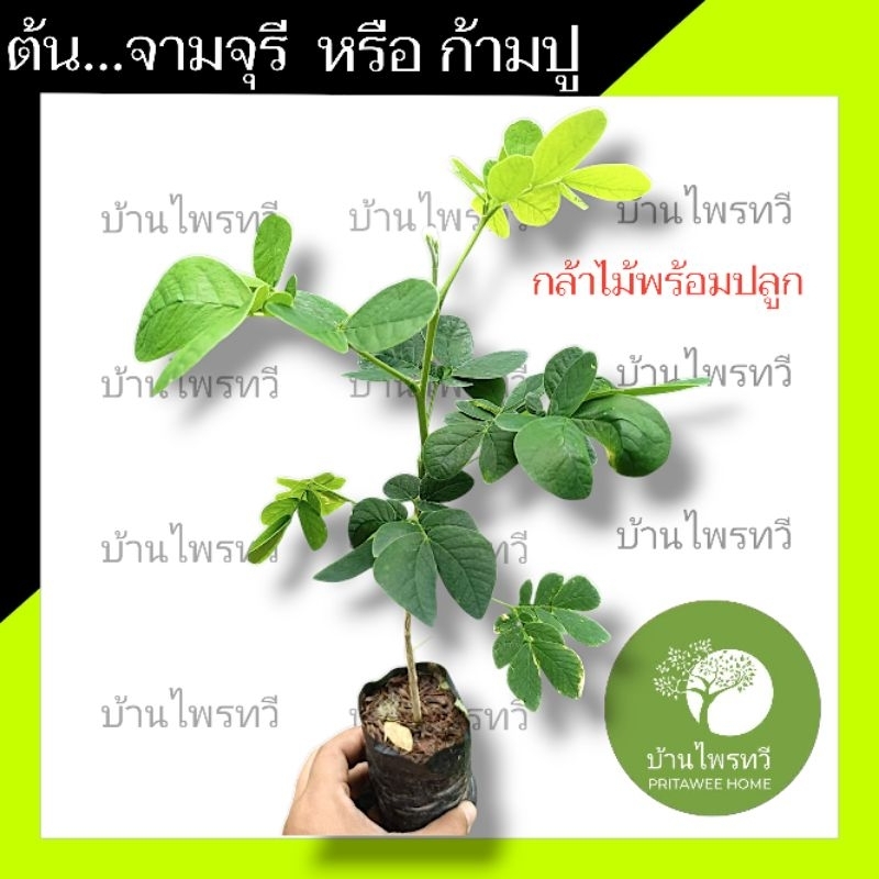 ต้นจามจุรี  หรือ ต้นก้ามปู กล้าไม้พร้อมปลูก  ไม้เศรษฐกิจ ไม้ป่า ใบสามารถทำปุ๋ยได้