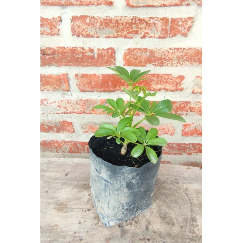 ต้นหนวดปลาหมึกเขียว สูง 20-30 ซม.