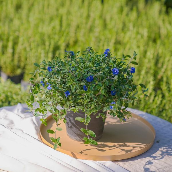Treeno.9 T209 ฟ้าประดิษฐ์ Ground-morning Glory กระถางแขวน 8 นิ้ว / สูง 30-40 ซม. / ไม้ประดับ ไม้ดอก ดอกไม้กินได้