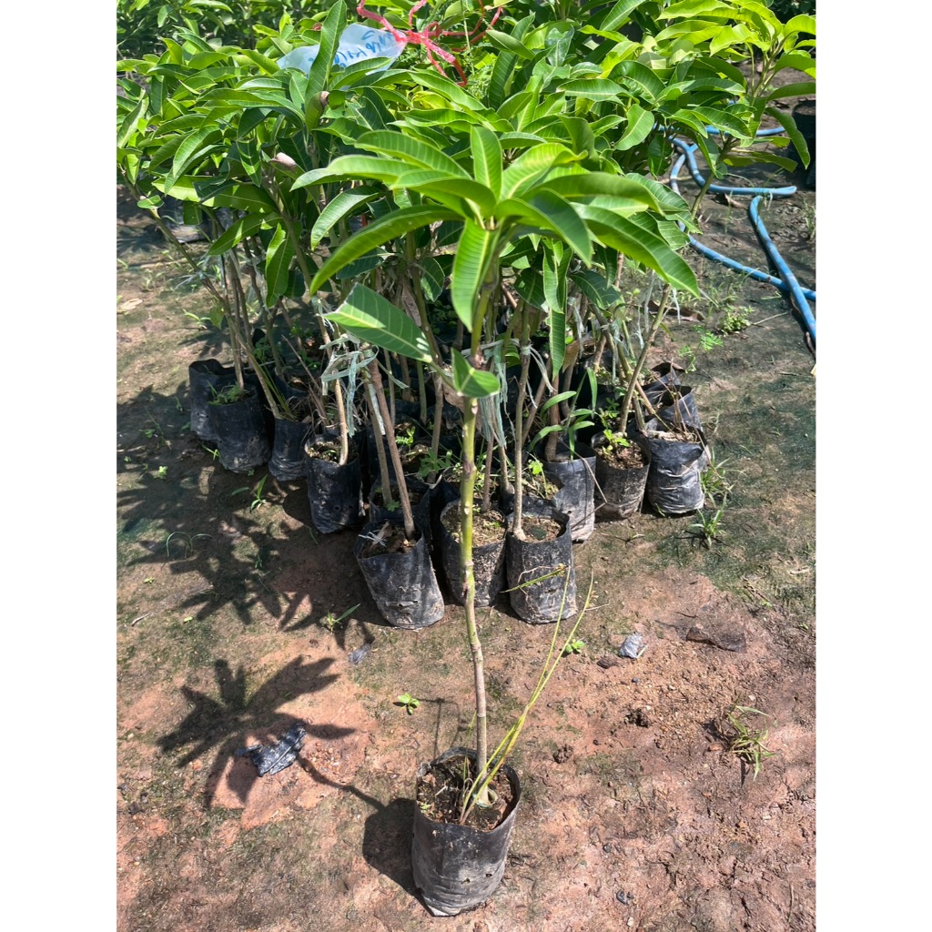 ต้นมะม่วงเจ้าคุณทิพย์ (ต้นเสียบยอด) สูง 40 เซน. ผลสุกเนื้อแน่น ไม่มีเสี้ยน รสหวานจัด พร้อมจัดส่ง