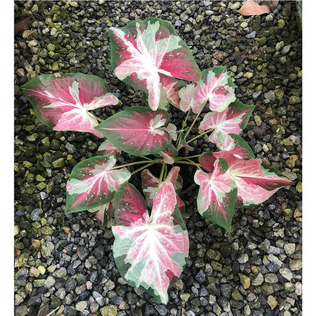 พรหมพิมาน บอนสี ต้นโตๆกระถาง 6 นิ้ว Caladium