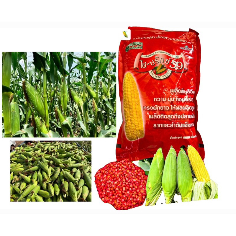 เมล็ดข้าวโพดหวานไฮ่บริกซ์59จัดโปรลดราคาพิเศษทั้งร้าน💯