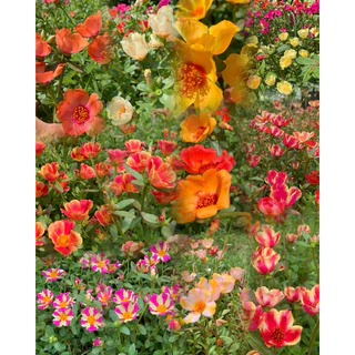 คุณนายตื่นสายคละประมาณ20สี-30สี รับประกันกิ่งอวบกิ่งสวย1 กิโลกรัม100฿