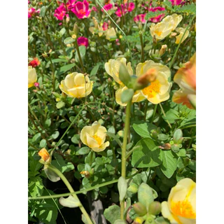 คุณนายตื่นสายคละประมาณ20สี-30สี รับประกันกิ่งอวบกิ่งสวย1 กิโลกรัม100฿