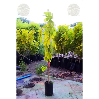 [พร้อมส่ง] ต้นทองนพเก้า ต้นชะแมบทอง (Horse Bush) ใบสีทองไม้มงคล สูง100cm