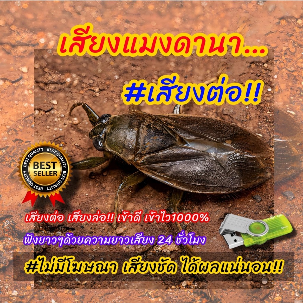 เสียงล่อแมงดานา เสียงต่อแมงดานา ใช้งานได้ผลดีมากการันตี เสียงชัดเสียงใสไร้โฆษณา 025