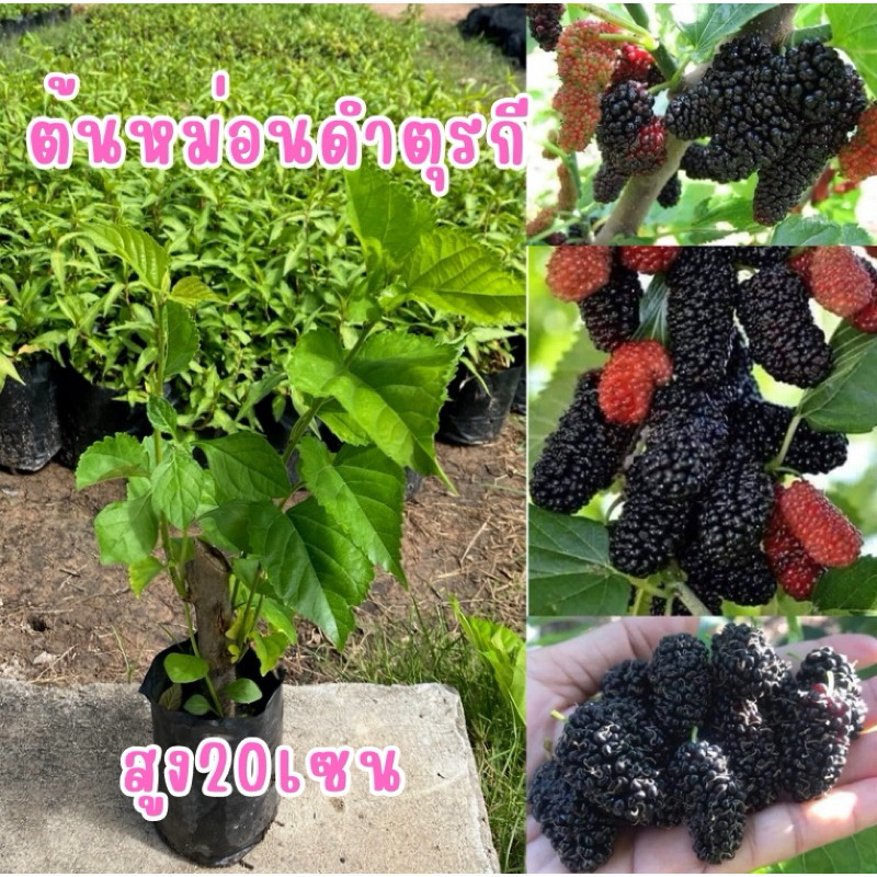 ต้นหม่อนดำตุรกี (4ต้น80บาท) ลูกดก หวานชื่นใจ ต้นพันธุ์ปักฉำราก ต้นแข็งแรงพร้อมปลูกค้า