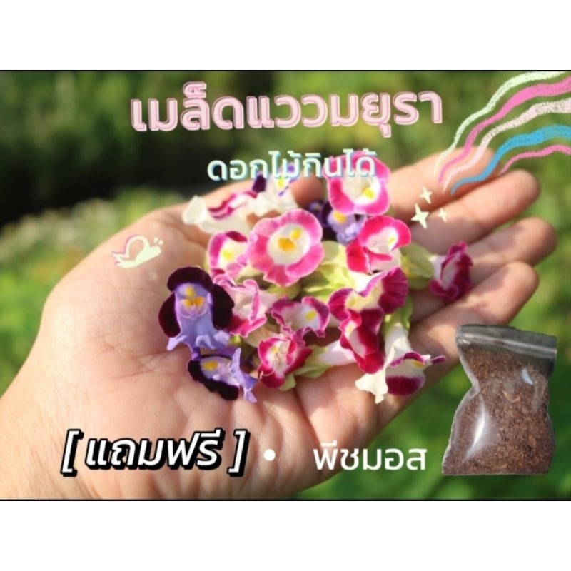 เมล็ด ดอกไม้กินได้ แววมยุราคละสีกลีบดอกเล็ห 200+ เมล็39 บาทเมล็ดเก็บใหม่เปอร์เซ็นต์งอก 80%แถมฟรีพีชมอส