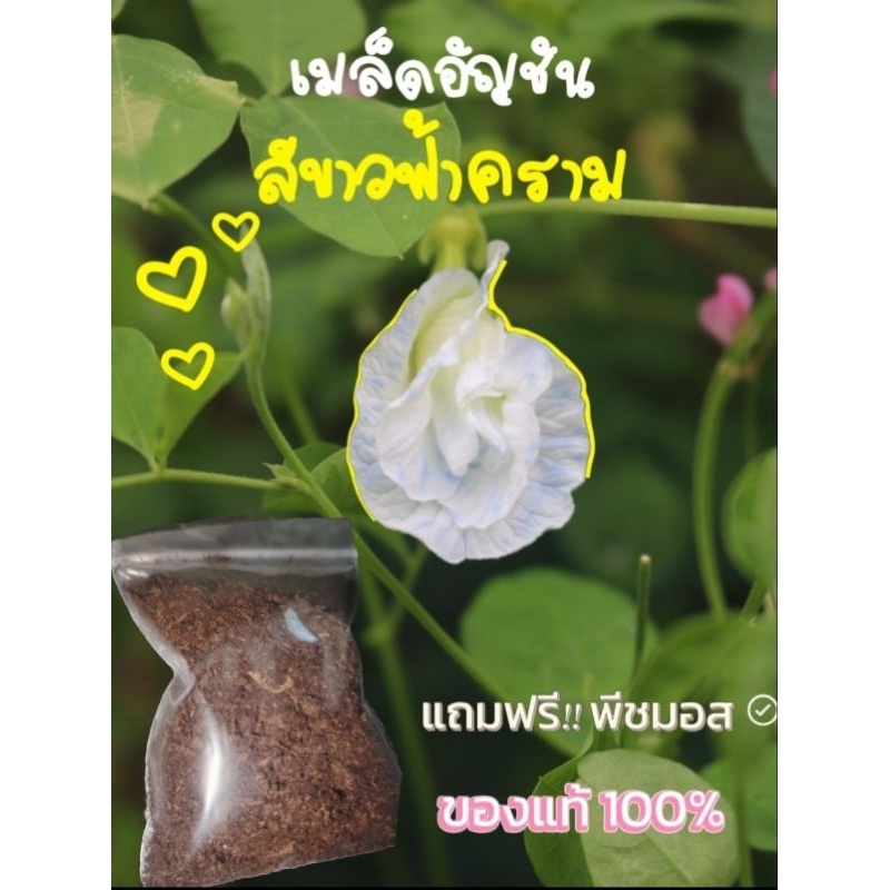 เมล็ดอัญชัน สีขาว อมน้ำเงิน 10เมล็ด 39 บาท แถมฟรีพีชมอส