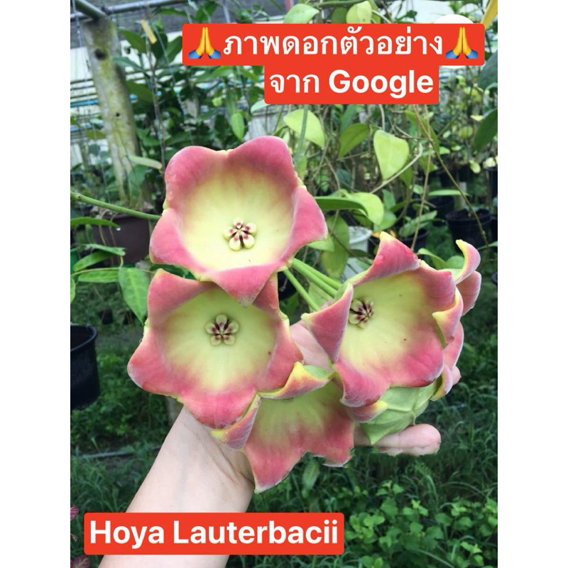 Hoya Lauterbachii  โฮย่า ดอกบัว ดอกใหญ่