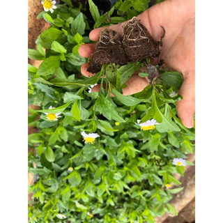 🌱ต้นกล้าเดซี่มากาเร็ต 🪻ม่วงอ่อน👉ปลูกง่าย🌼ดอกไม้ทานได้