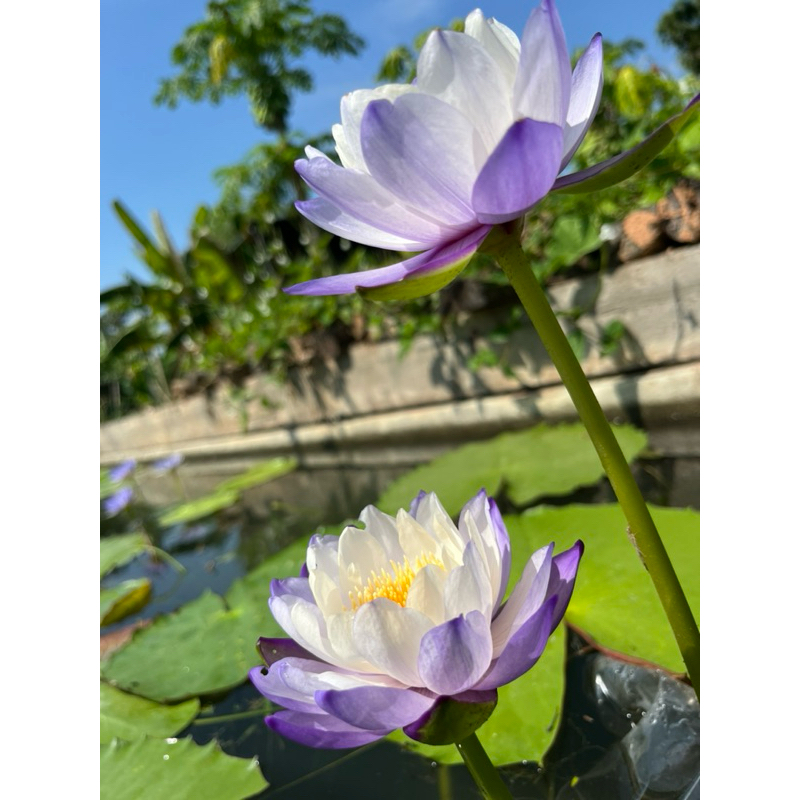 เมล็ดบัวยักษ์ออสเตรเลีย30เมล็ด