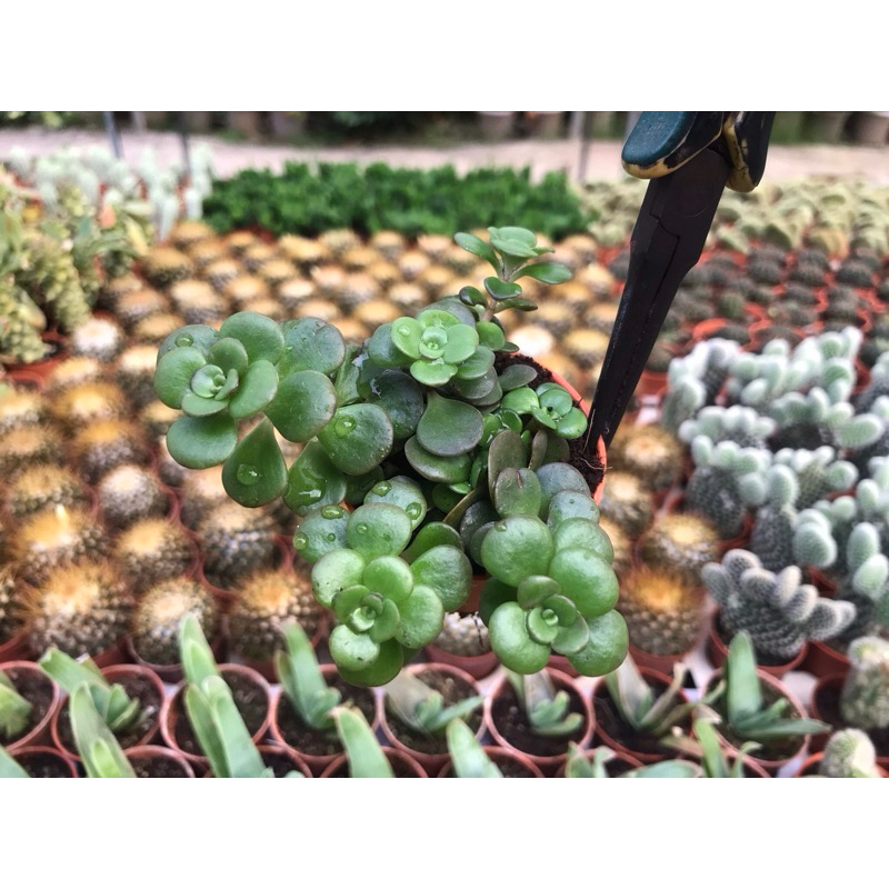 กุหลาบหินสร้อยมรกตใบใหญ่ Sedum tetractinum