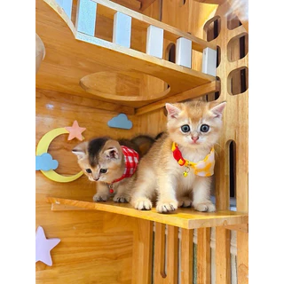 (P1)(สายนิ่ม ไม่บาดคอ)ปลอกคอแมว ผ้าพันคอแมว ตัวล็อคนิรภัย ราคาถูก